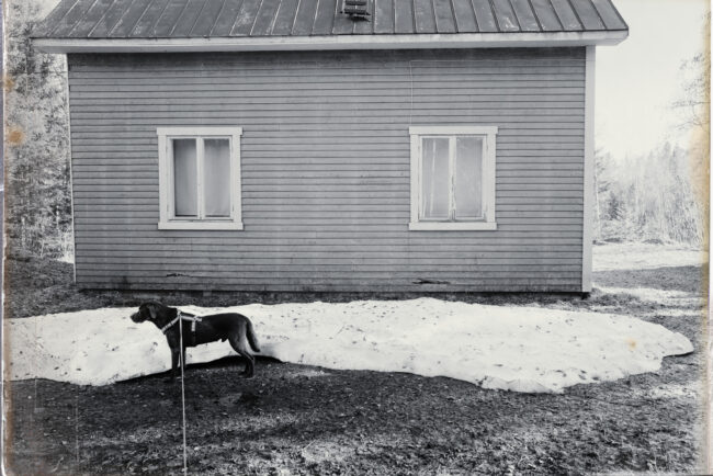 Chewbacca, Sweden 2024 © Selma Ruhmke